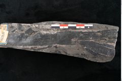 Foto (Detailansicht) von Equisetum ungeri Ettingshausen (NHMW-GEO-2024-0188-10620)